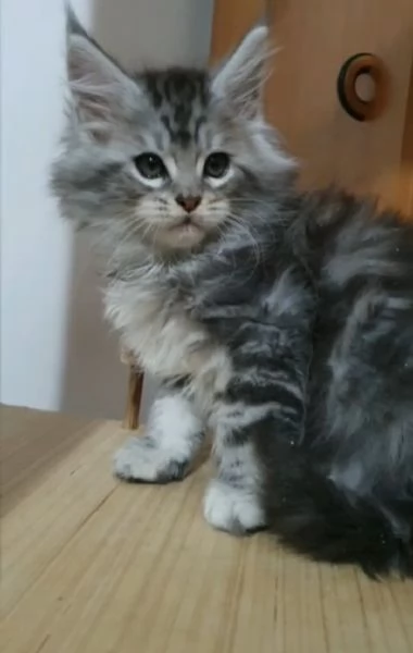 Cuccioli di Maine Coon  | Foto 1