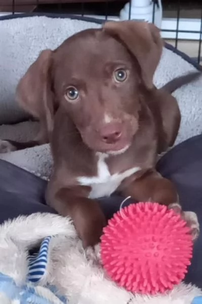 Piccolo amico a quattro zampe ha bisogno di una casa con tanto amore