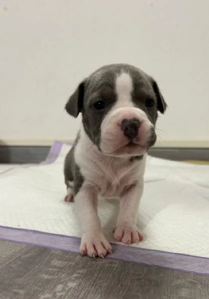 CUCCIOLI AMSTAFF 