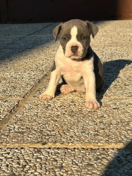 CUCCIOLI AMSTAFF  | Foto 6