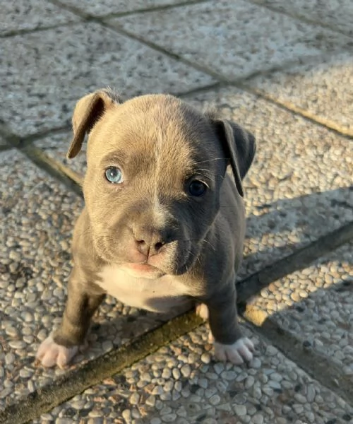 CUCCIOLI AMSTAFF  | Foto 5