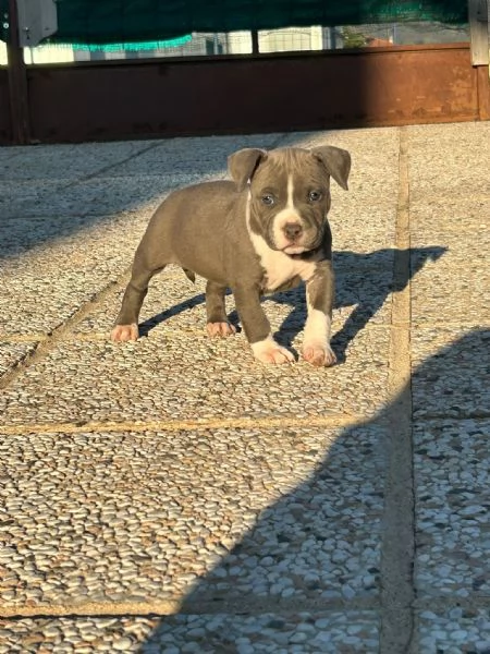 CUCCIOLI AMSTAFF  | Foto 4