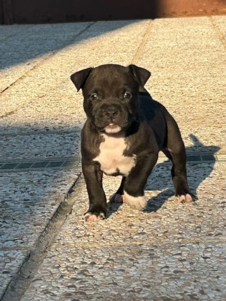 CUCCIOLI AMSTAFF  | Foto 2