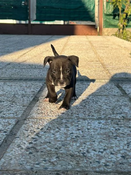 CUCCIOLI AMSTAFF  | Foto 1