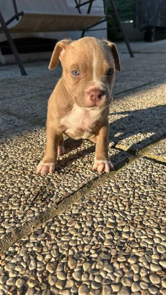 CUCCIOLI AMSTAFF  | Foto 0