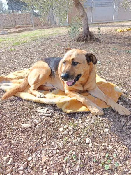 UN CAGNOLONE DI NOME CUCCIOLO  | Foto 5