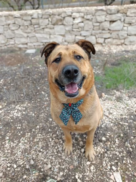 UN CAGNOLONE DI NOME CUCCIOLO  | Foto 2