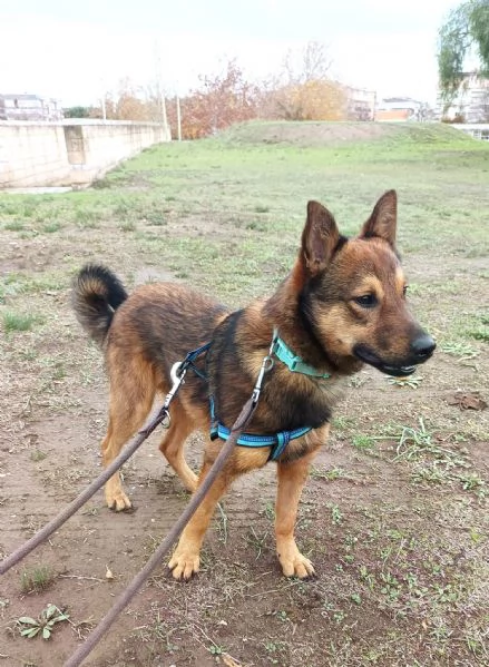 UN CANE NON  PER NATALE PER LA VITA | Foto 5