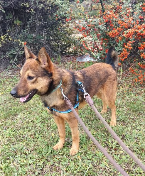 UN CANE NON  PER NATALE PER LA VITA | Foto 3