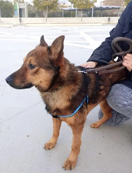 UN CANE NON  PER NATALE PER LA VITA | Foto 1