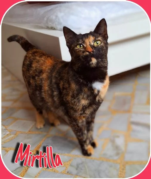 MIRTILLA  DOLCE SQUAMINA | Foto 3