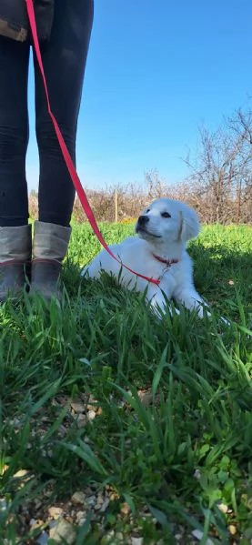 MAX CUCCIOLO TUTTO PEPE | Foto 1