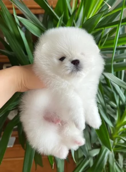 disponibili cucciolate di pomerania