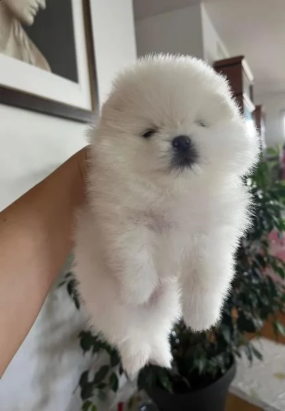 disponibili cucciolate di pomerania | Foto 2