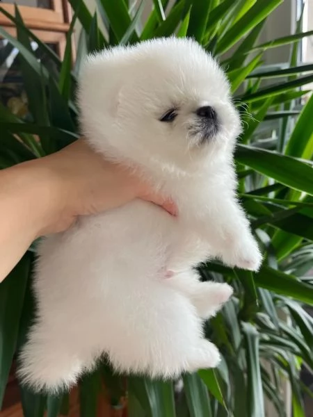 disponibili cucciolate di pomerania | Foto 1