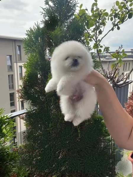 disponibili cucciolate di pomerania | Foto 0