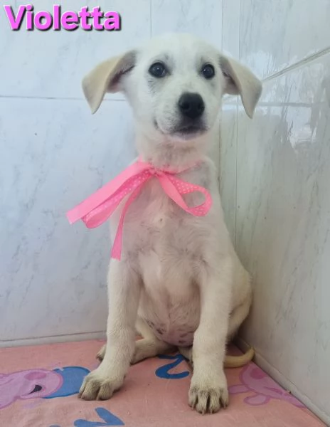 VIOLETTA simil labrador | Foto 4