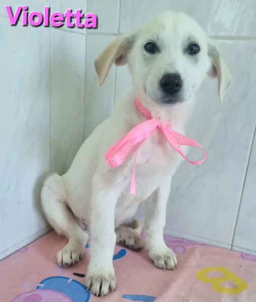 VIOLETTA simil labrador | Foto 3