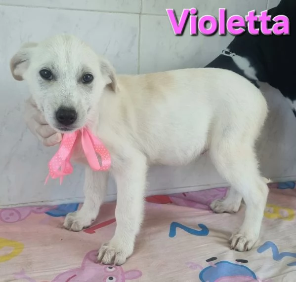 VIOLETTA simil labrador | Foto 1