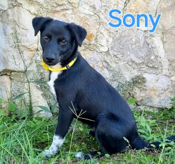 SONY cucciolo taglia piccolamedia | Foto 0