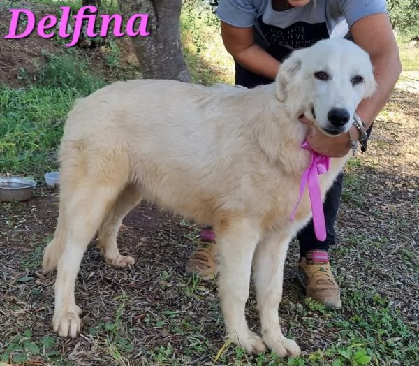 DELFINA cucciolona mix pastore maremmano | Foto 0