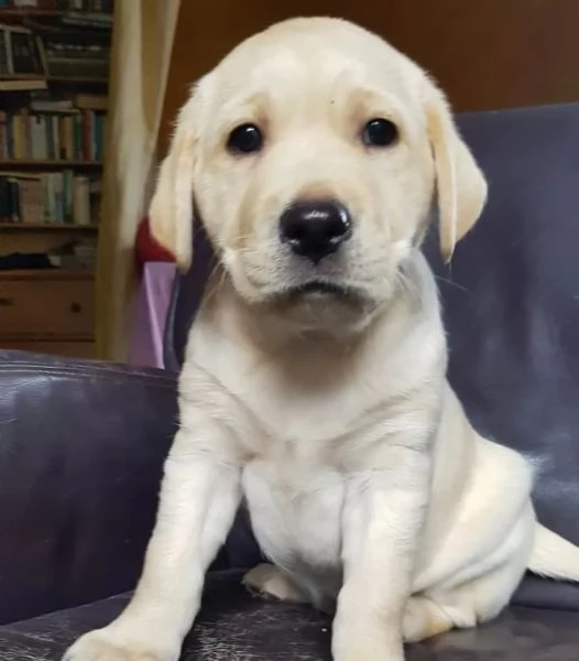 Cuccioli di Labrador 3 maschietti 1 femminuccia biondi pronti per il ritiro in Italia | Foto 0