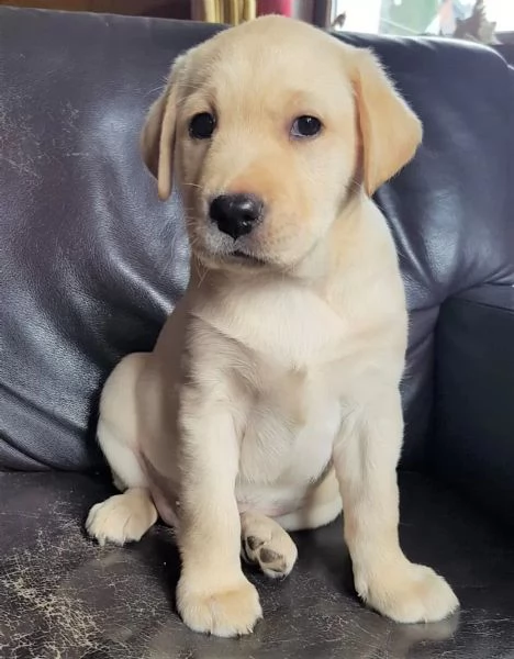 Cuccioli di Labrador 3 maschietti 1 femminuccia biondi pronti per il ritiro in Italia