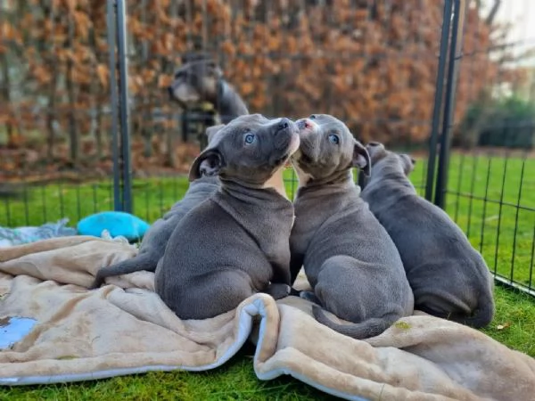 Cuccioli di American Staffordshire Terrier a Blueline cercano una nuova casa | Foto 2