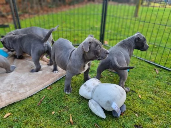 Cuccioli di American Staffordshire Terrier a Blueline cercano una nuova casa | Foto 1