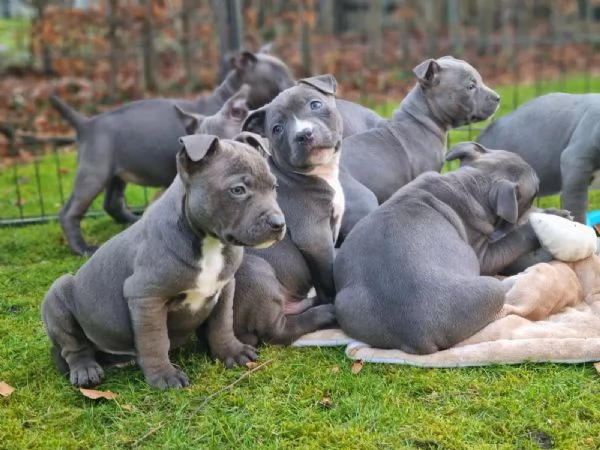 Cuccioli di American Staffordshire Terrier a Blueline cercano una nuova casa | Foto 0