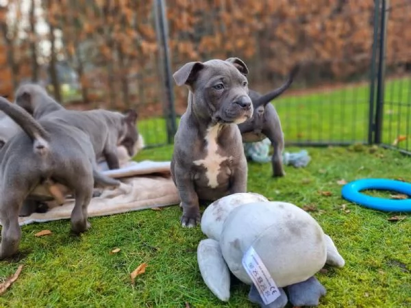 Cuccioli di American Staffordshire Terrier a Blueline cercano una nuova casa