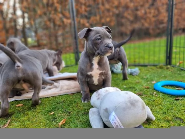 3  FANTASTICO CUCCIOLO AMERICAN STAFFORDSHIRE TERRIER | Foto 1