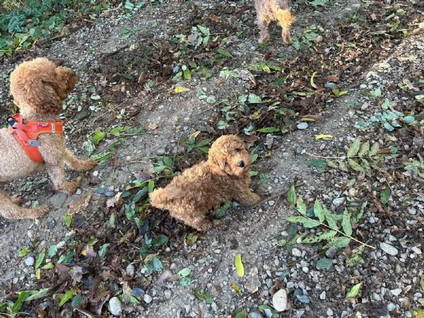 Dolcissimi e rarissimi cuccioli di barboncino bianco eccezionale | Foto 0