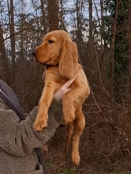 CUCCIOLI COCKER SPANIEL FULVI