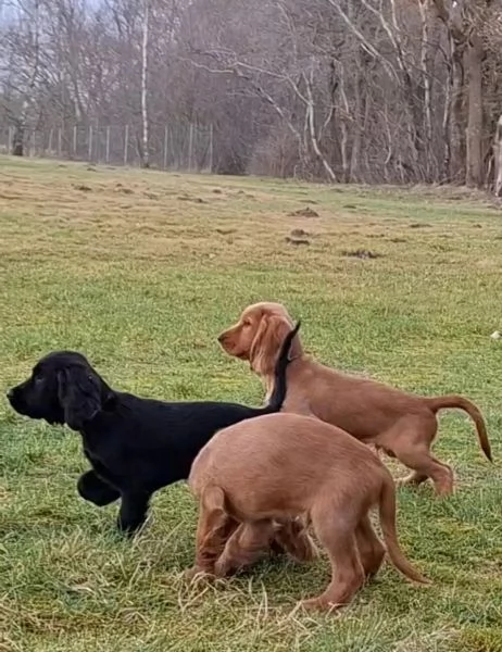 Eccezionali cuccioli di Cocker Spaniel maschi e femmine  | Foto 1