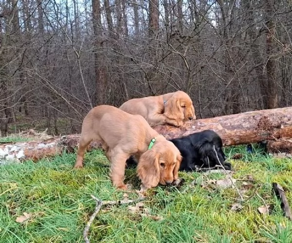 Cuccioli cocker spaniel inglese PEDIGREE ENCI | Foto 0