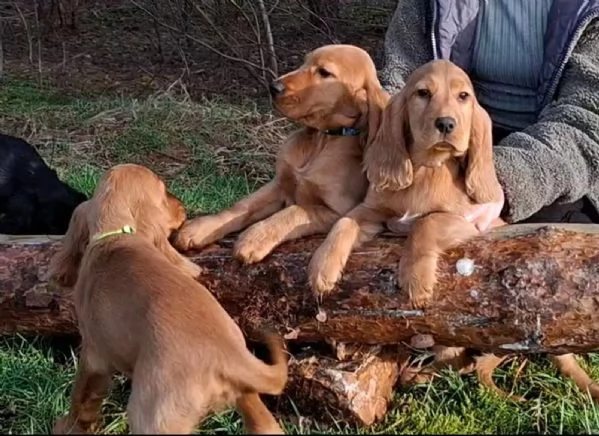  Disponibili fantastiche cucciolate di cocker spaniel fulvi