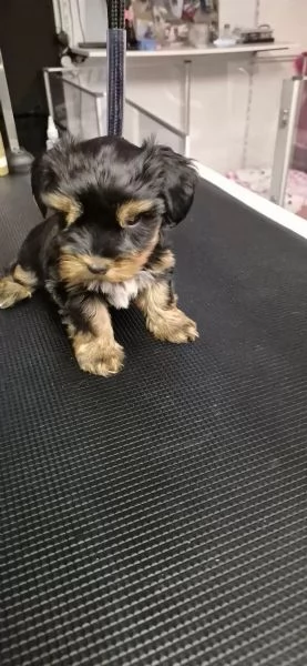 BELLISSIMI CUCCIOLI DI YORKSHIRE TERRIER DISPONIBILI | Foto 3