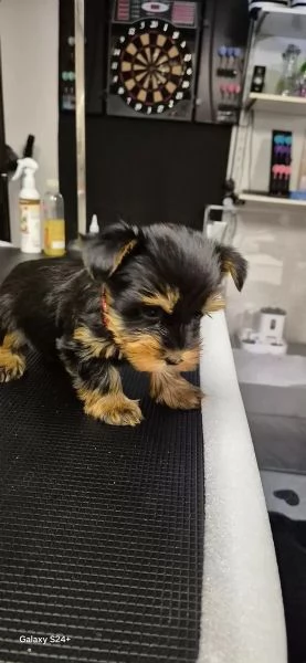 BELLISSIMI CUCCIOLI DI YORKSHIRE TERRIER DISPONIBILI | Foto 2