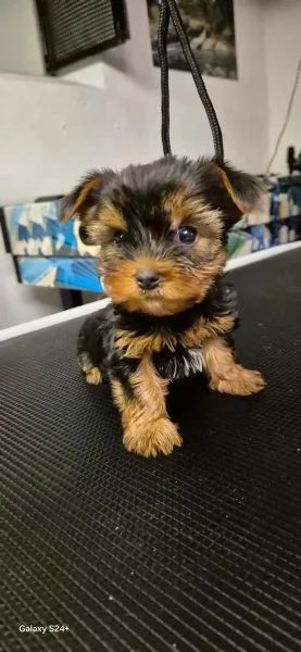 BELLISSIMI CUCCIOLI DI YORKSHIRE TERRIER DISPONIBILI | Foto 1