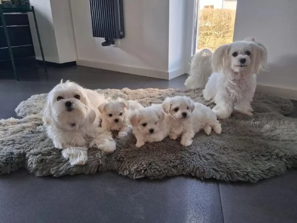 Bellissimi cuccioli maltese di 3 mesi maschi e fe | Foto 3