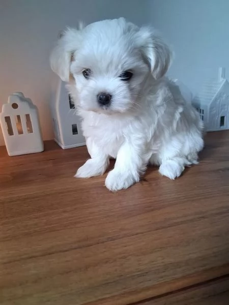 Bellissimi cuccioli maltese di 3 mesi maschi e fe | Foto 2