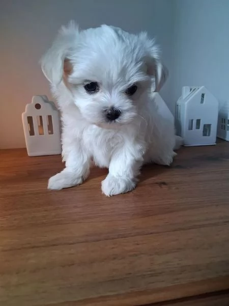 Bellissimi cuccioli maltese di 3 mesi maschi e fe | Foto 1