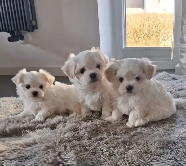 Bellissimi cuccioli maltese di 3 mesi maschi e fe | Foto 0