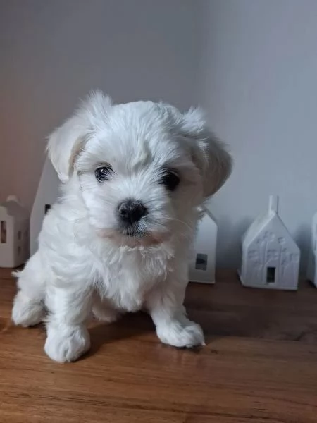 Bellissimi cuccioli maltese di 3 mesi maschi e fe