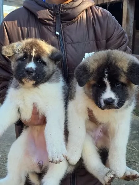 Cucciola di Akita inu con pedigree | Foto 2