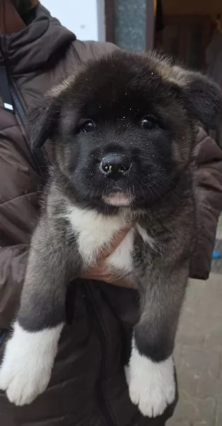 Cucciola di Akita inu con pedigree | Foto 0