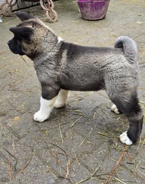 Cucciola di Akita inu con pedigree