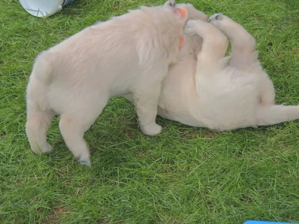 splendidi cuccioli di Golden Retriever | Foto 1