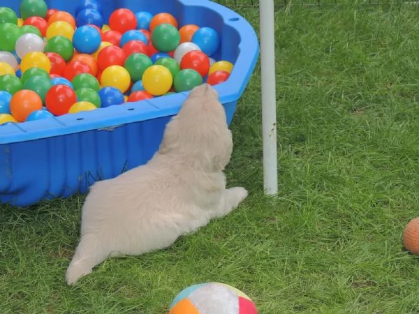 splendidi cuccioli di Golden Retriever